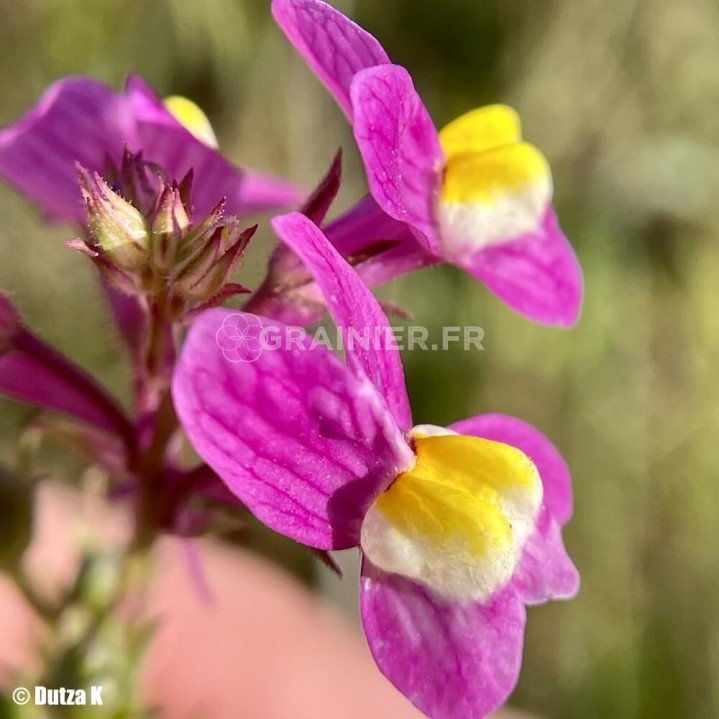 Linaire marocaine, Linaria mélange image